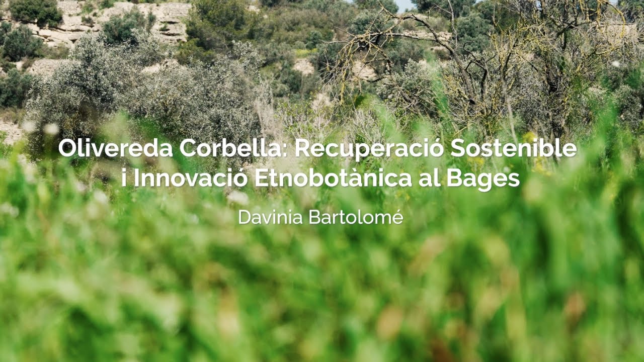 Olivereda Corbella: recuperació sostenible i innovació etnobotànica al Bages - Premis Eixarcolant