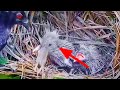 PUASS.❗ANAK BURUNG BUBUT INI MAKAN BESAR  KARENA INDUKNYA MENDAPATKAN SARANG TIKUS