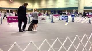 Linnea and Reece AKC Junior Obedience Nationals