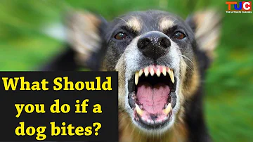 Do dogs bite their owners?