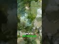 Falscher Jasmin: Blütenmeer für deinen Garten!