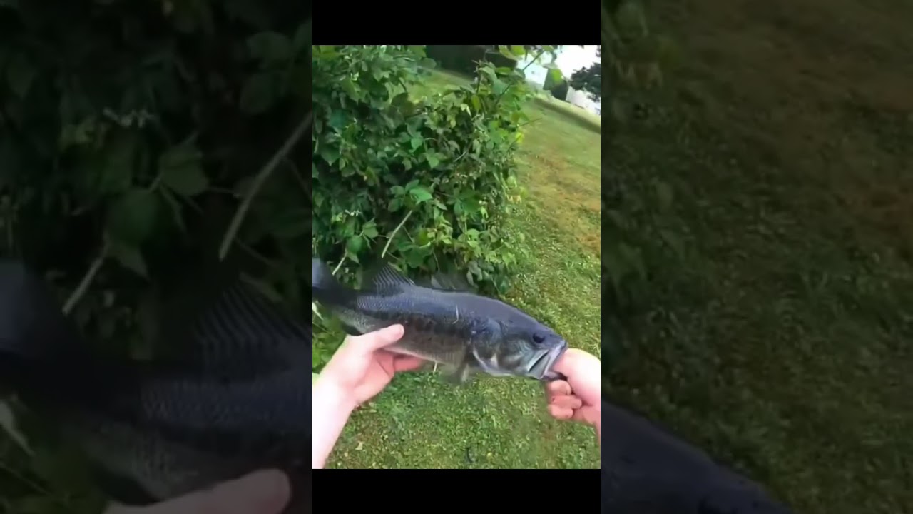 SIGHTFISHED Big BUCKETMOUTH BASS! 