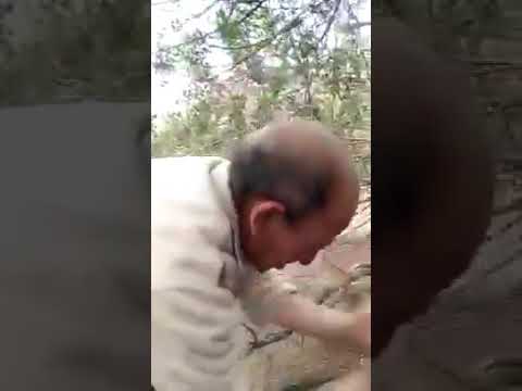 طيبي طيبي يا الخريديلة طيبي