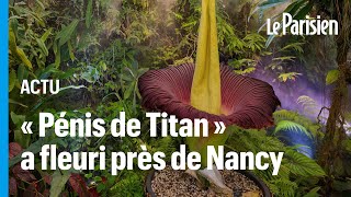 La plus grande fleur du monde, qui dégage une odeur de « cadavre », a fleuri près de Nancy