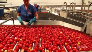 Sugal Group Vídeo Corporativo