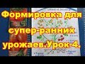 урок-4. Штамбовые томаты выручат всегда!