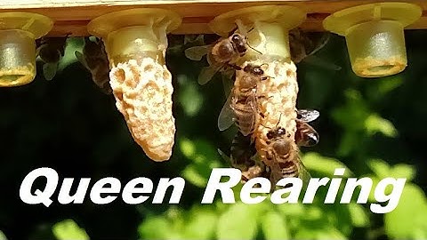 Raising Queen Bees 🐝 Episode 2