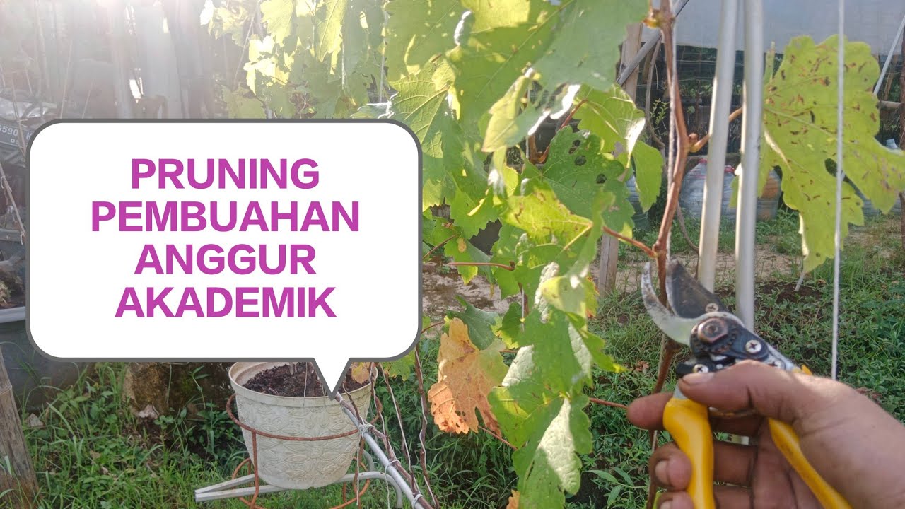 PRUNING PEMBUAHAN TABULAPOT ANGGUR AKADEMIK⁉️