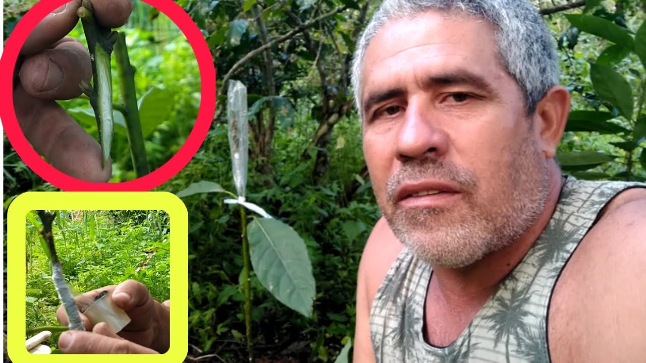 como  fazer enxerto de abacate inglês simples ( simples mesmo)