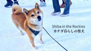 Shiba Inus frequently make eye contact with their owners during walks. [4K] by Shiba in the Rockies / カナダ暮らしの柴犬 29,291 views 2 months ago 6 minutes, 10 seconds