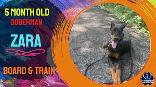 5mo Doberman (Zara) | Best Philadelphia Dog Trainers | Off Leash K9 Training Philadelphia