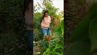 Itni Garmi Mein Kya Ye Bougainvillea Survive Karega 🔥😂😱#shorts #plants #garden #gardening