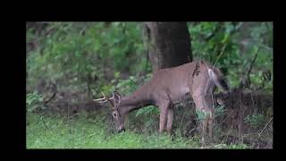 20230915 white tailed deer stag point meadows keeney cove