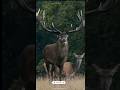 Why Do Deer Rub Their Antlers on Trees? The Truth Is Surprising! 😱#facts #ytshorts #trending