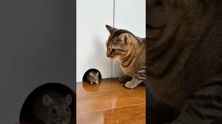 Billi And Chuha Ki Kahani 😸