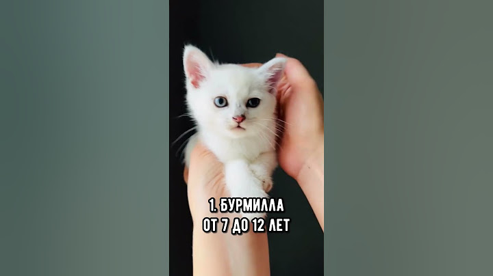 8 пород кошек с самой короткой продолжительностью жизни #коты #кот