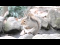 2015 12 長野市城山動物園　ニホンリス の動画、YouTube動画。