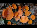 Aleuria aurantia Cáscara de naranja  - Orange Peel Fungus