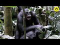Aggressive behaviors among wild bonobos!【Observations of Bonobos #16】