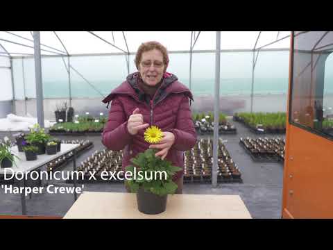 Wideo: Doronicum Kolumna