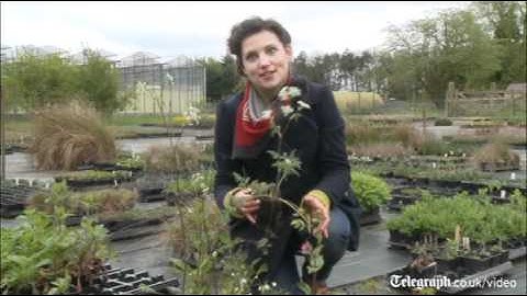 Chelsea Flower Show 2012: How to create a wildflower garden