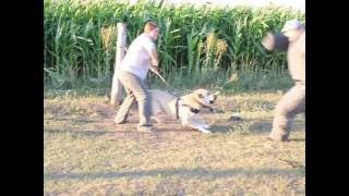 Kama Chalo. The second lesson at school &quot;Dogs Village&quot;.