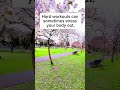 Why I started walking for peace. #healthyhabits #walk #naturewalk #dailywalk #shorts