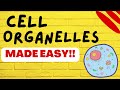 Cellular Organelles and Their Functions Explained