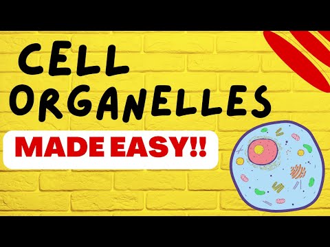 Video: Hva er celleorganeller og dens funksjoner?