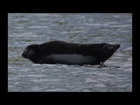 Video: Ladoga seals (Ringed seal): popis, lokalita