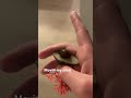 Moving my snail to a new home #relxing #fish #aquarium #shorts