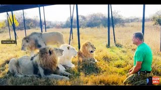 Молодые львы уже БЕРУТ МЯСО С РУК и иногда дают себя погладить!