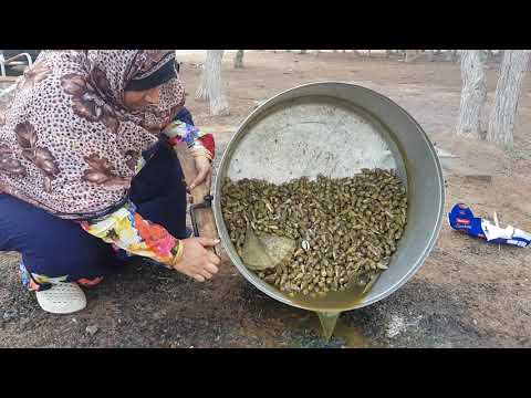 طريقة طبخ المغيموة أم عوينه أحد الكائنات البحرية