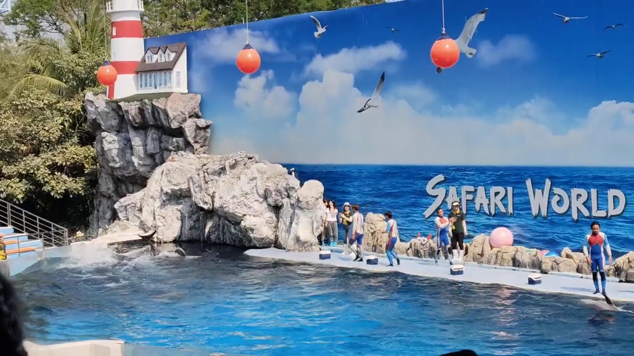 Dolphin Show | Safari World | Thailand