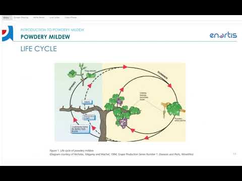 Video: Geranium Botrytis'e ravi – kurerehade põletike tõrje