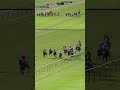 50/1, 100/1, 50/1… the 2017 Cambridgeshire was CHAOS 🐬