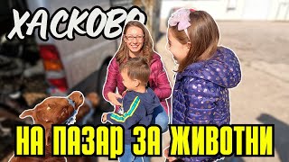 На пазар за животни в град Хасково | ПАЗАРИ И БИТАЦИ В БЪЛГАРИЯ