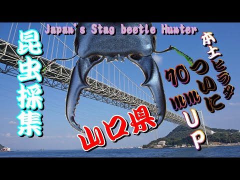 山口県で幻の70㎜OVER！まさしくモンスターサイズの本土
