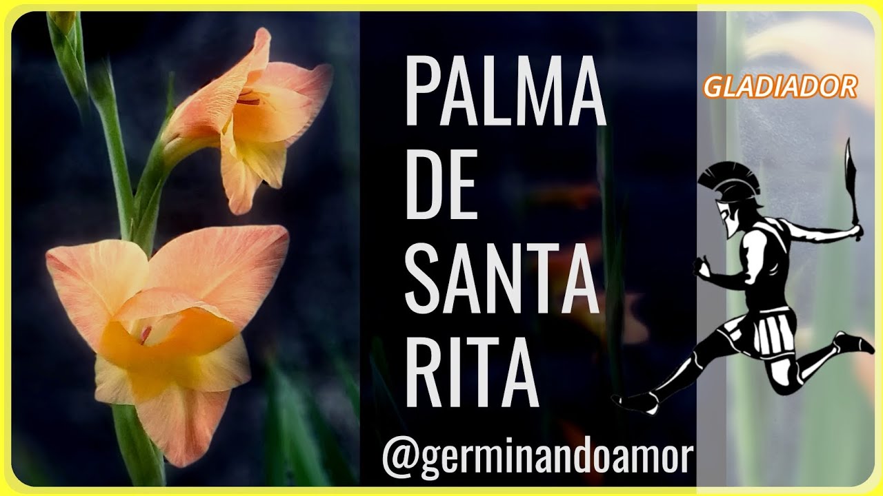 Palma de Santa Rita a planta dos Gladiadores 😬😳 - @germinandoamor -  thptnganamst.edu.vn