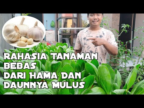 Video: Gulma Sawi Bawang Putih - Cara Mengendalikan Tanaman Sawi Bawang Putih