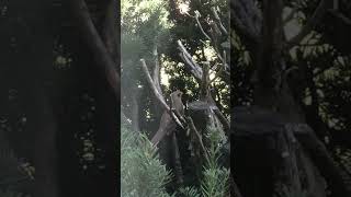 #midnight #viralshort #cardinal #guardian #angel #rip #grandma #spirit #bird #explore #fyp #🪽#🕊️