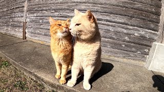 仲良し茶トラ猫コンビが体をピタリとくっつけてお出掛けする