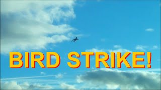 I almost killed a bird with my F-16