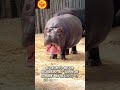 ¡No es un gordito amistoso! 🦛 El animal más peligroso de África