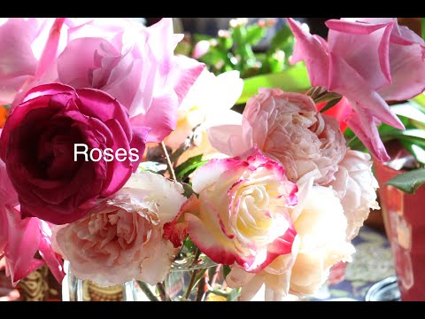 Roses 155
