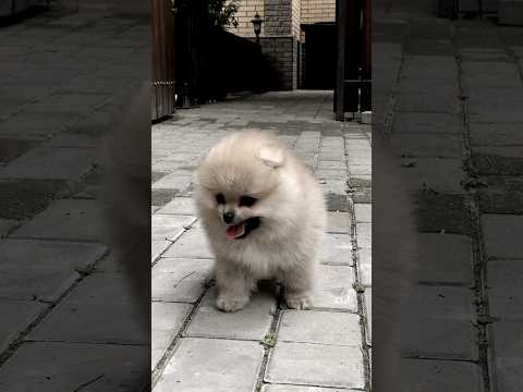Chill ASMR & Lofi with a Happy, Funny Little Dog 🐾❤️