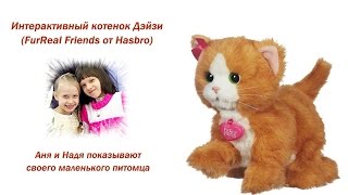 Интерактивный котенок Дэйзи (FurReal Friends от Hasbro)