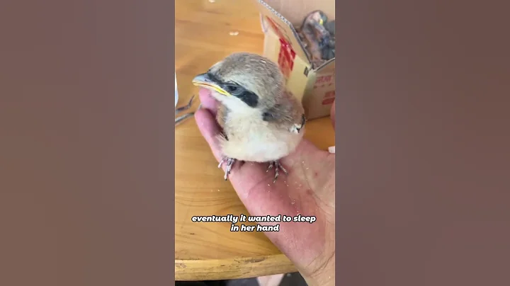 It scolded me in bird language for letting go#animals #bird #cute #friendship #shorts