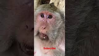 Download Lagu Mom Monkey with Skin Cancer #shorts 01 MP3