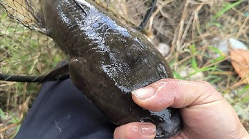 Lâu lâu đi đặt 25 cái lờ. Thăm kết quả quá khủng khiếp cá.@....